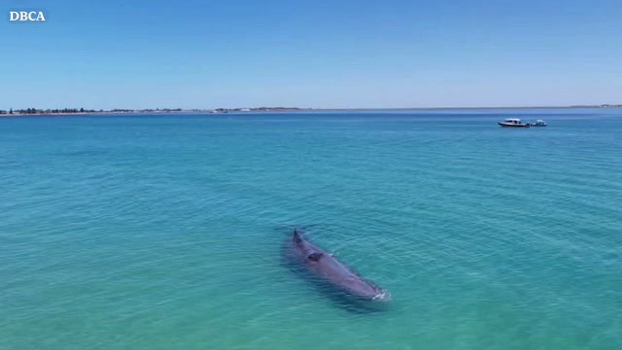 Beachgoers touch whale straying ‘dangerously close’ to shore