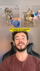 Des animaux qui ont demandés de l’aide aux humains