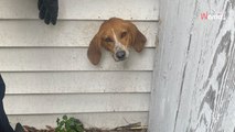 Le chien explore la maison et l'activité vire au cauchemar : ils doivent appeler la police en urgence