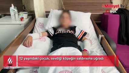 12 yaşındaki çocuk, sevdiği köpeğin saldırısına uğradı
