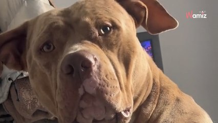 Elle refuse de partager son sandwich avec son American Bully : 600.000 personnes rigolent en voyant la tête du chien