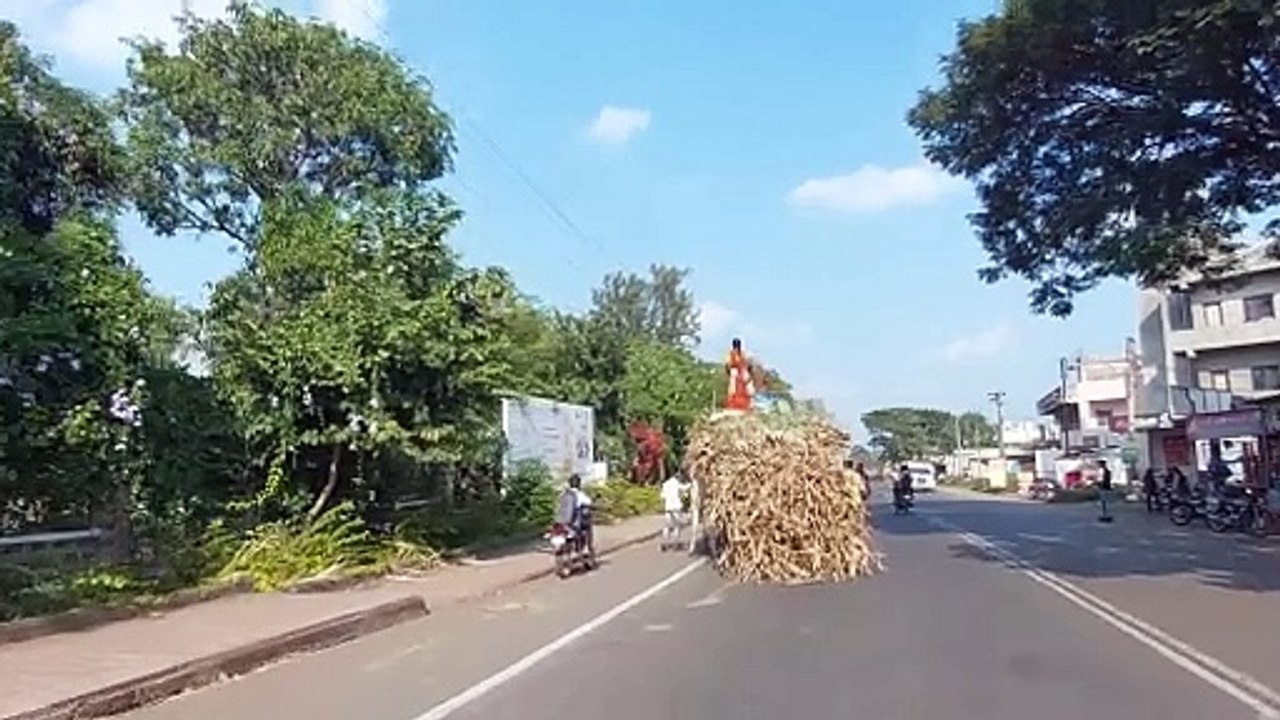 Sugarcane loaded tractor, bullock cart at sugar factory // sugar factory sight in Maharashtra