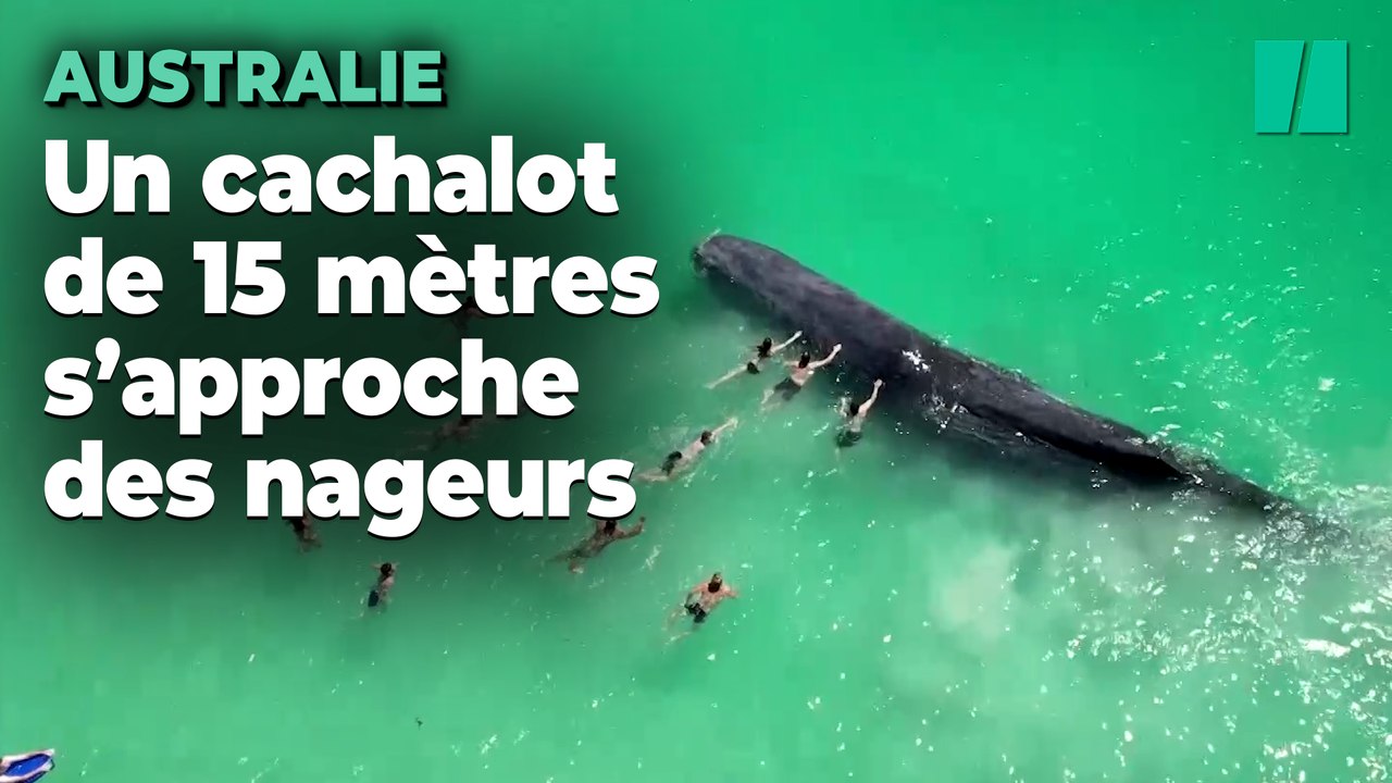 En Australie, une baleine s’est approchée très près de la plage et ce n’est pas une bonne nouvelle