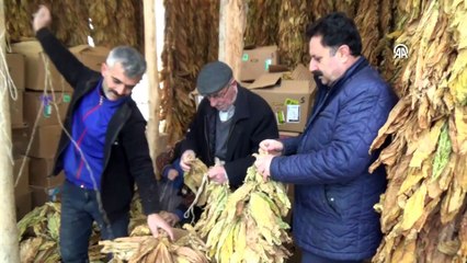 Muş'ta hasadı başladı, 14 şirketle sözleşme imzalandı: 60 bin tonla önemli bir gelir bekleniyor!