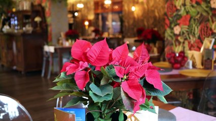 Doprawione Jabłkiem - Menu Świąteczne