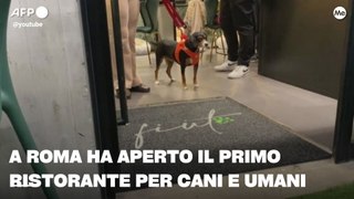 A Roma ha aperto il primo ristorante per cani e umani