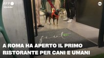 A Roma ha aperto il primo ristorante per cani e umani