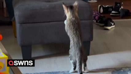 Pet cat struggles to jump on sofa after getting too woozy from anesthetics