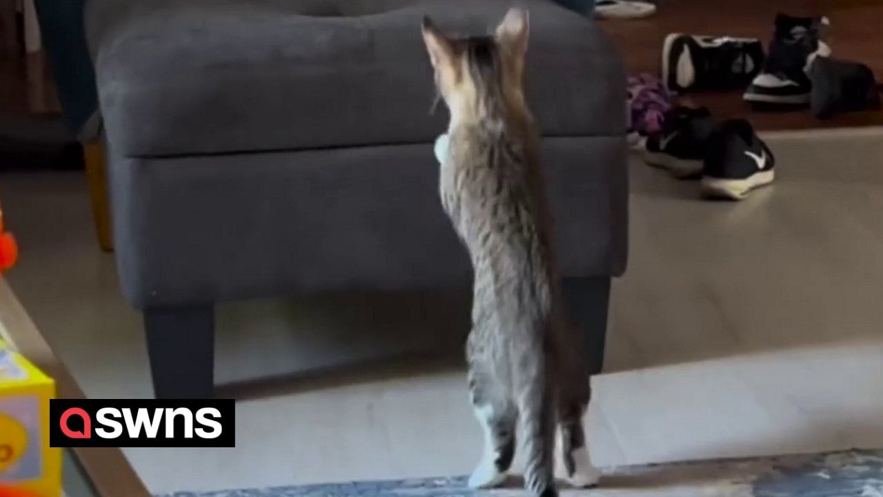 Pet cat struggles to jump on sofa after getting too woozy from ...