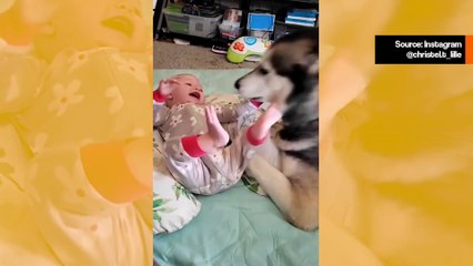 Hauskat videot näyttävät, kuinka huskyt ovat kaikkein äänekkäimpiä koiria