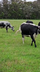 Sheep Seems a Little Too Relaxed