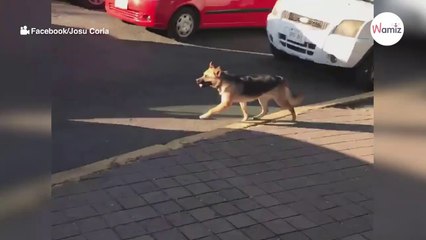Herzzerreißende Rettung: Verzweifelter Hund kämpft ums Überleben nach grausamer Aussetzung 🐶