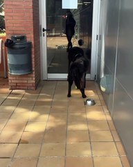 Kenzo, el perro atacado en Badalona, tras salir de urgencias