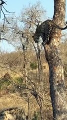 Leopard Thinks Twice About Jumping On Hyena