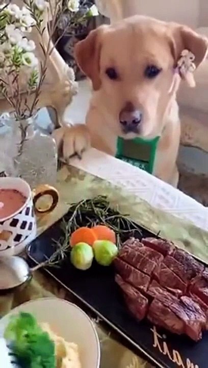Un chien un peu impatient...