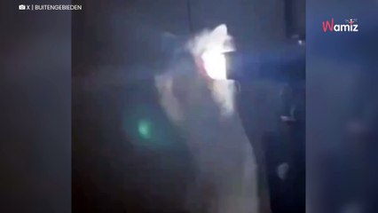 Tego polującego na światło kociaka pokochało milion osób (video)