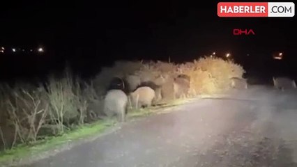Siirt'te yaban domuzları köy yolunda görüntülendi