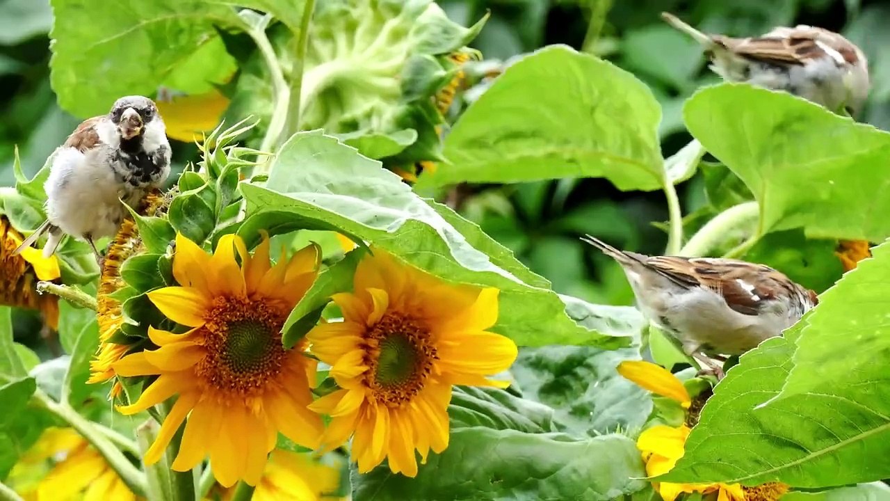 bird