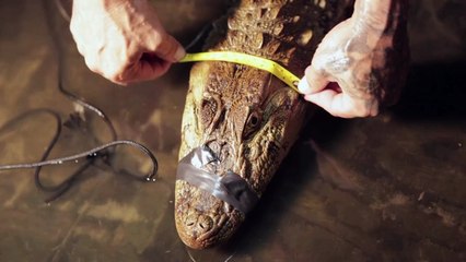 Os jacarés do Rio sob ameaça da poluição e da expansão urbana