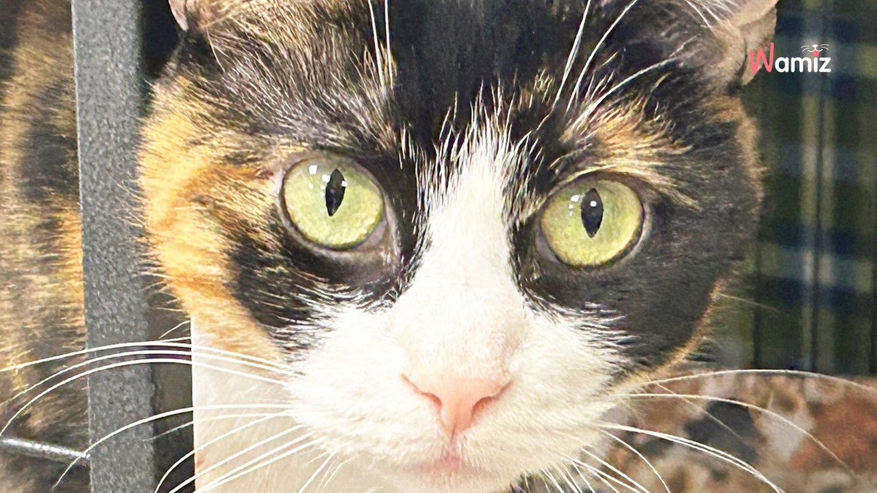 Lo vuoi un gatto che non ti vuole? Rifugio pubblica un divertente annuncio per far adottare una loro micia