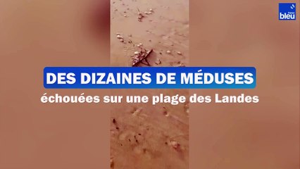 Des méduses échouées sur une plage des Landes