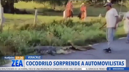 Cocodrilo sorprende a automovilistas en una carretera en Veracruz