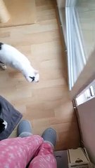 Kitties Experience Snow For The First Time