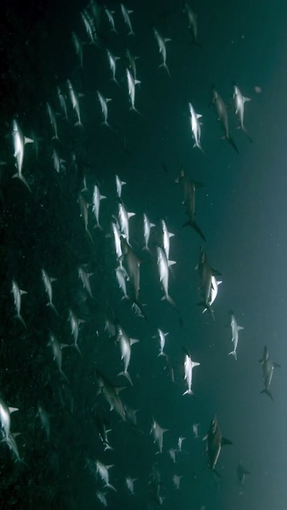 Hammerhead Shark Formation