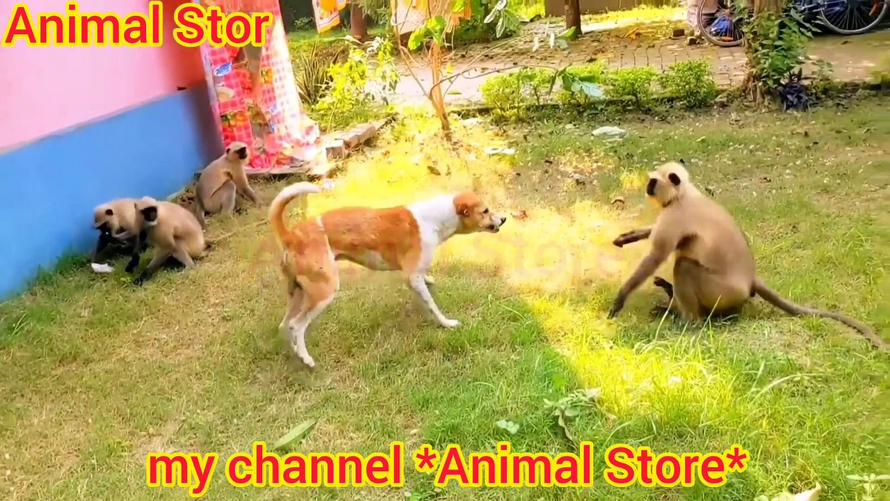 Monkey vs dog viral fight. Will the monkey win? Very interesting video ...