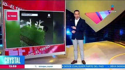 Osito destruye decoración navideña en Florida