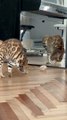 Cat Paralyzed Upon Seeing His Reflection