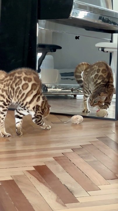 Cat Paralyzed Upon Seeing His Reflection