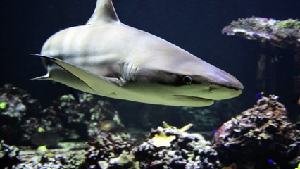 Shark - the eminent master of the oceans!