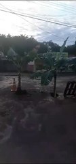 Moradores de Laranjeiras plantam bananeiras na rua para protestar contra buracos