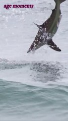 Sharks _ اسماك القرش