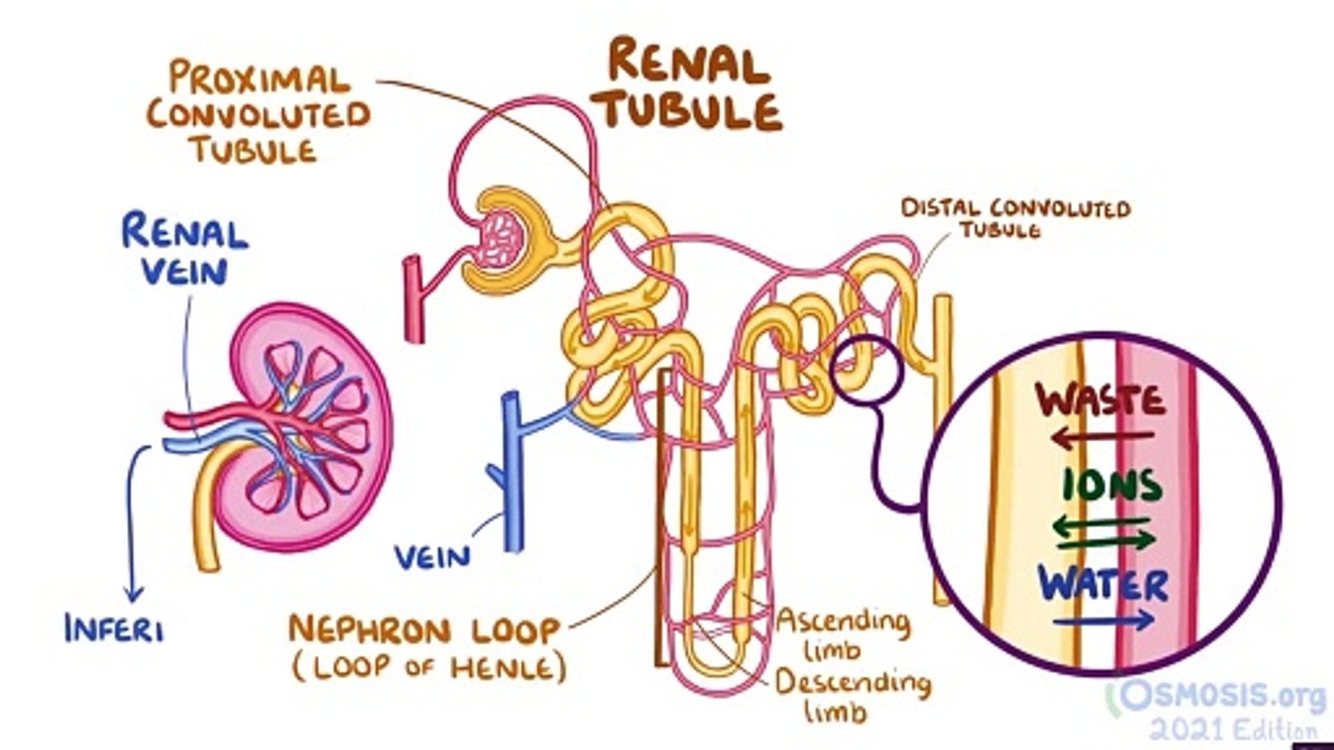⁣Regulation Of Renal Blood Flow (Nephrology)