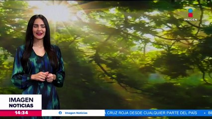 Investigan aparición de peces muertos en Japón