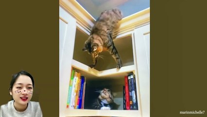 Who is the boss in the house  A compilation video cat n dog