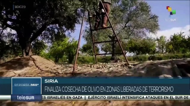 Siria: Finalizó la cosecha de olivo en las zonas liberadas de terrorismo