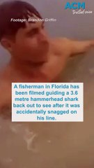 Man films insane shark valet service