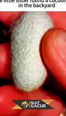 Adik ini kebingungan gara² kepompong ,soalnya mirip M0NSTEERR WAKTU MENETES CUY_ #short #shorts