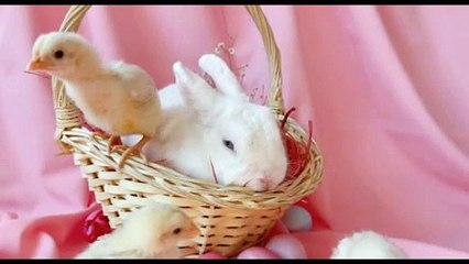 Just a daily dose of pupper rabbits love, 4k video HD