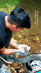 "Slicing through the Jungle: The Most Dangerous Snakes Unveiled!"