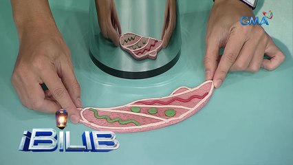 iBilib: Guess the shape of a distorted Christmas cookie!