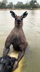 Man Rescues Dog From Being Drowned by Kangaroo