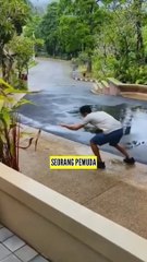 Menyelamatkan Ular Cobra Yang Ganas