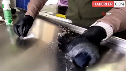 Erzurum'da kargaya şefkat eli uzandı