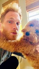 Bernedoodles Are The Most Loving Dogs