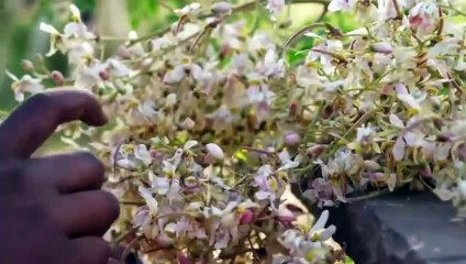 The Benefits of Moringa I मोरिंगा फूल