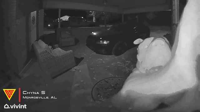 Clever Dog Rings Doorbell to Get Back Inside Caught on Vivint Camera | Doorbell Camera Video